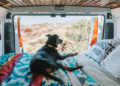 20 Tips For Heading On A Road Trip With Your Dog