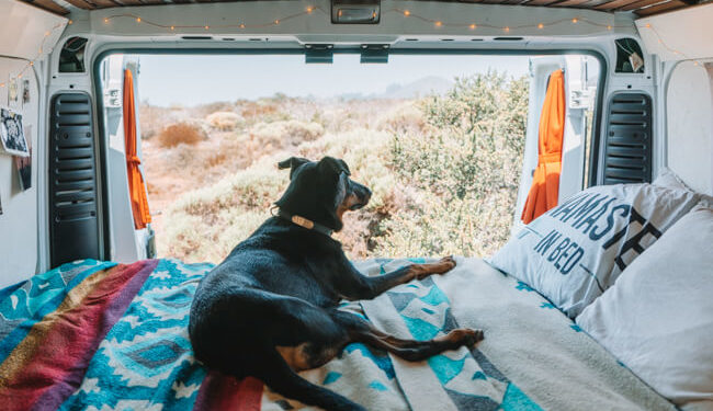 20 Tips For Heading On A Road Trip With Your Dog