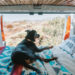 20 Tips For Heading On A Road Trip With Your Dog