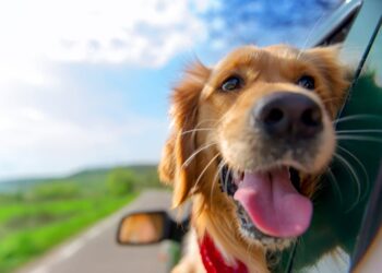 Road-Tripping-With-Dogs-For-The-First-Time-Vanlife-Daily