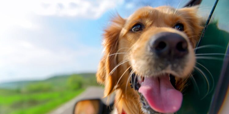 Road-Tripping-With-Dogs-For-The-First-Time-Vanlife-Daily