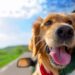 Road-Tripping-With-Dogs-For-The-First-Time-Vanlife-Daily