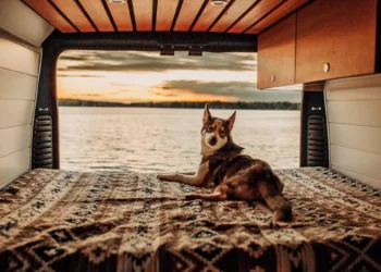 Vanlife-with-Pets-Tips-for-Traveling-with-Your-Furry-Friend-vanlifedaily