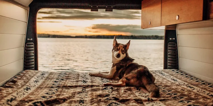 Vanlife-with-Pets-Tips-for-Traveling-with-Your-Furry-Friend-vanlifedaily